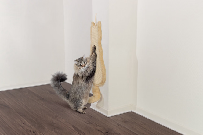 Trixie Kratzbrett Katze