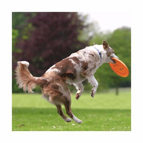 Bissfeste Hundescheibe, 23 cm