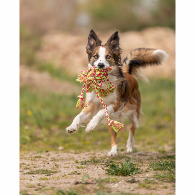 Tau-Spielzeug mit Ball für Hunde
