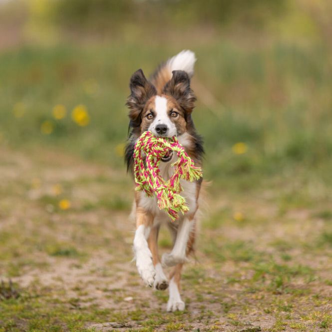 Tau-Spielzeug mit Ball für Hunde