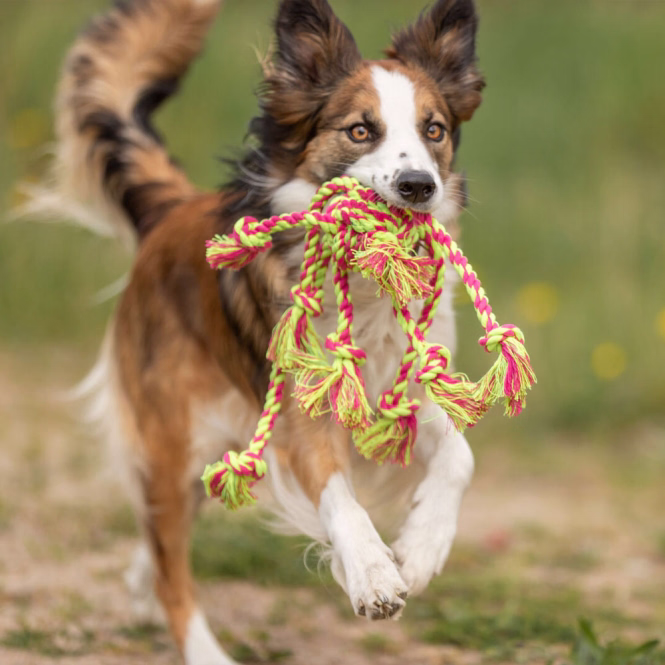 Tau-Spielzeug mit Ball für Hunde