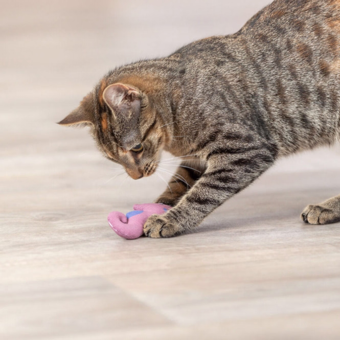 Katzenspielzeug Seepferdchen mit Catnip