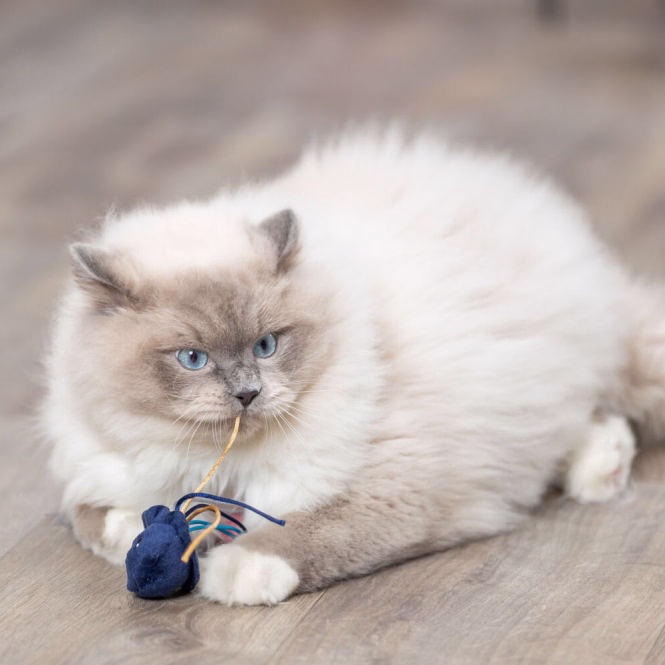 Katzenspielzeug Meerestiere mit Catnip