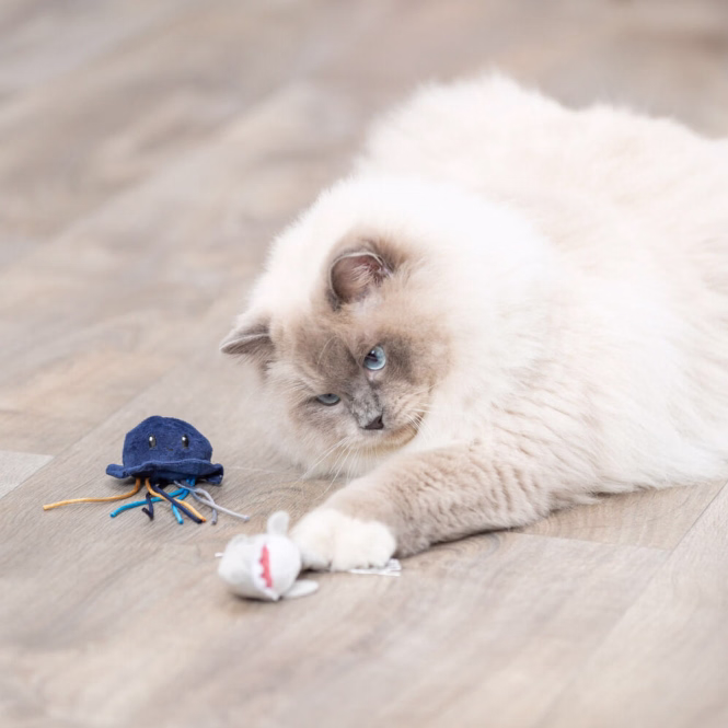 Katzenspielzeug Meerestiere mit Catnip