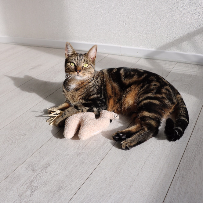 D&D Katzenkissen Latif