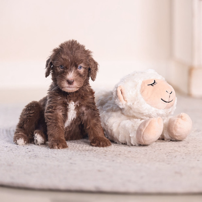 Welpen-Kuscheltier Bowi