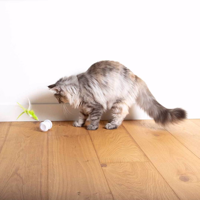 EBI Cat Toy Racing Roller