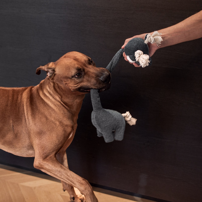 D&D Hundespielzeug Chenille George - blau