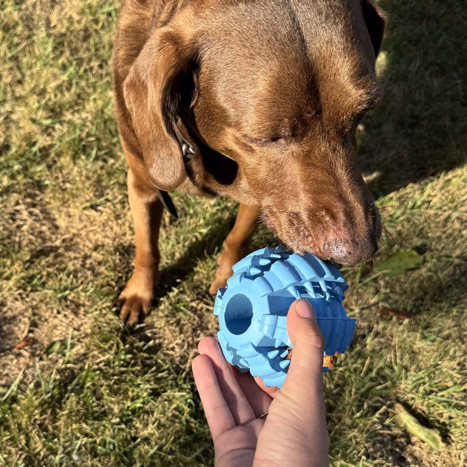 Griplay Dental-Ball mit Rippen für Hunde