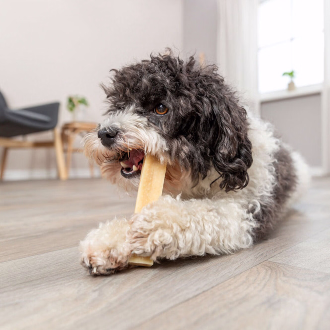 Kaukäse für Hunde