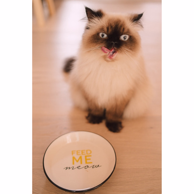 Katzennapf Stone „Feed Me Meow“