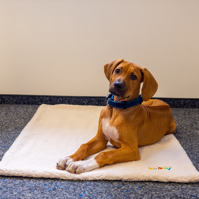 Nobby Liegematte Puppy - elfenbeinfarben