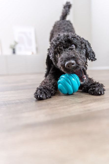 Robuster TPR-Hundeball
