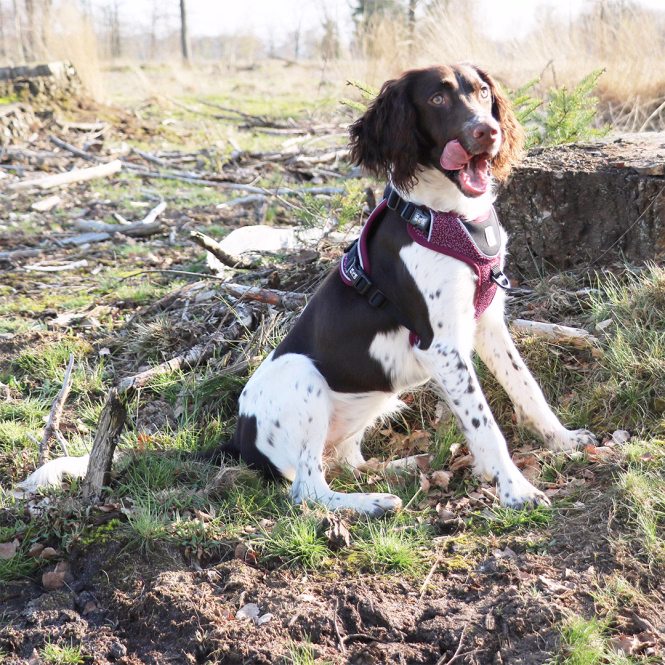 EXPLOR Ultimate Fit No-Pull-Hundegeschirr XS