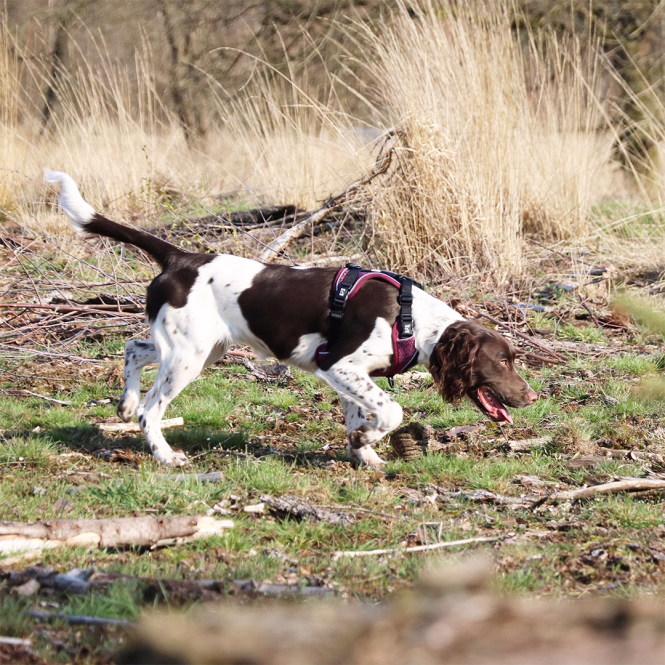 EXPLOR Ultimate Fit No-Pull-Hundegeschirr XS