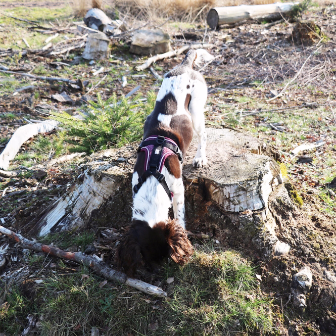 EXPLOR Ultimate Fit No-Pull-Hundegeschirr XL