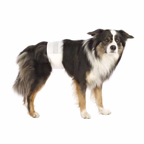 Hundewindeln für Rüden