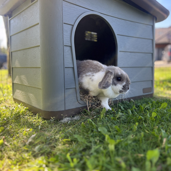 Duvoplus Tierhaus Pepita Eco - grün - 60 x 41 x 51cm