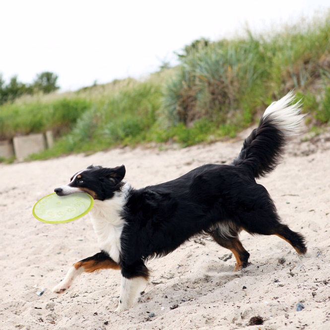 Trixie TPR Dog Disc, schwimmfähig - 18 cm
